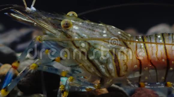 宏观拍摄对虾棕榈线虫的营养黑海乌克兰视频的预览图