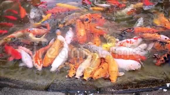 锦鲤成群结队地争抢食物数以百计的花鲤鱼在游泳池里喂食五颜六色的花鲤鱼视频的预览图