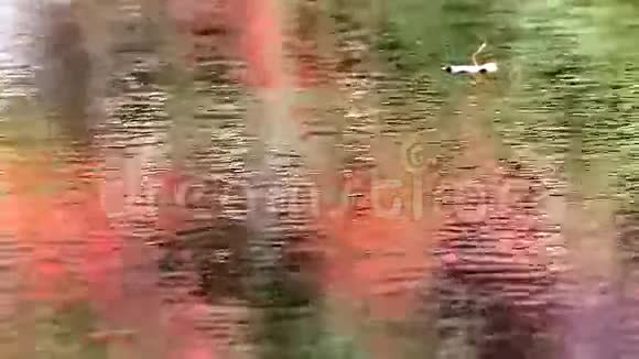 漂浮在水面上的叶子倒映着落叶视频的预览图