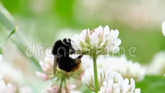 大黄蜂从花中采集花蜜视频的预览图