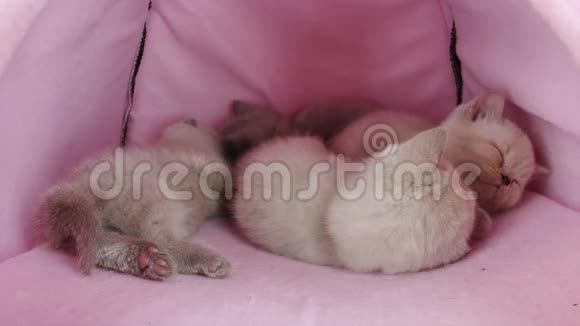 小猫睡在宠物帐篷里视频的预览图