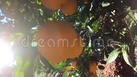 桔子挂在果园的树枝上水果种植园中成熟多汁的橙子和橘子的特写镜头橘子视频的预览图