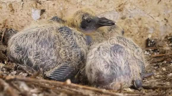 鸽子宝宝在巢里视频的预览图