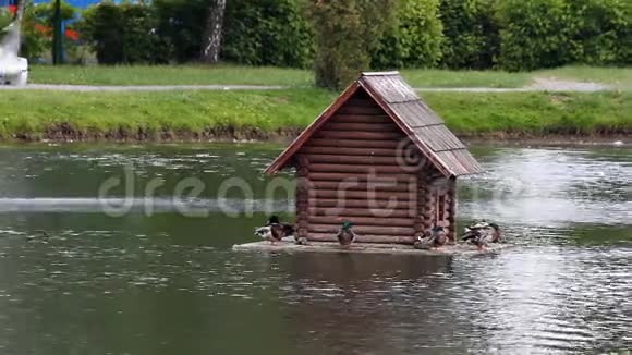漂浮在公园湖上的鸭舍视频的预览图