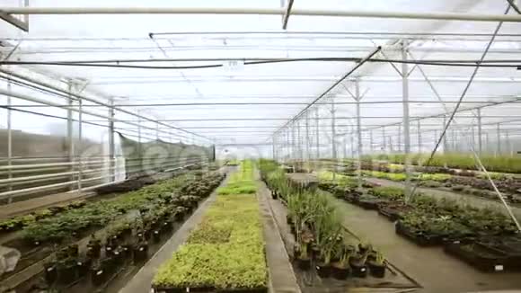 有花的大型玻璃温室在温室里种花现代花卉温室的内部视频的预览图