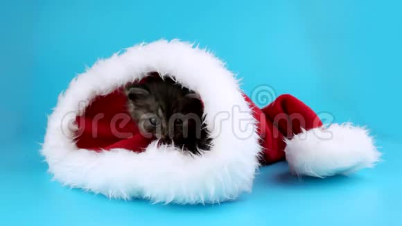 小猫从红色圣诞老人帽子里出来视频的预览图