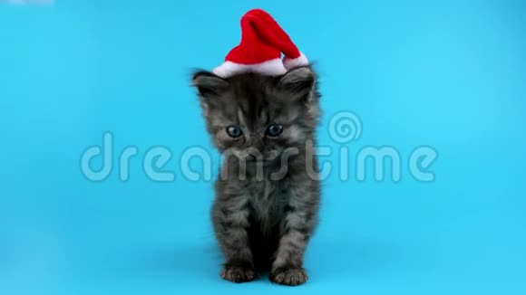 可爱的微笑圣诞小猫戴圣诞老人帽子视频的预览图
