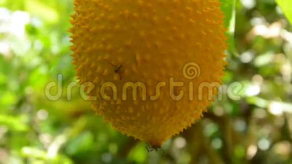 大黄蜂爬在后院花园里挂着的菠萝蜜刺苦瓜上视频的预览图
