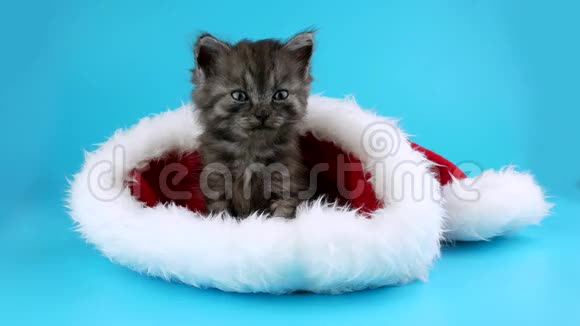 可爱的微笑的小猫坐在圣诞老人的红色帽子里视频的预览图