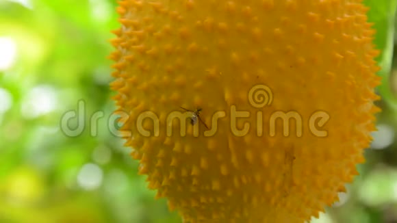 大黄蜂爬在后院花园里挂着的菠萝蜜刺苦瓜上视频的预览图