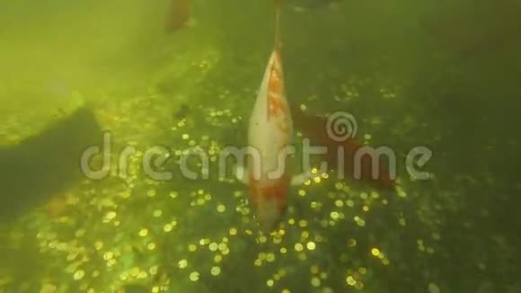 五彩斑斓的鲤鱼鱼锦鲤水下视频的预览图