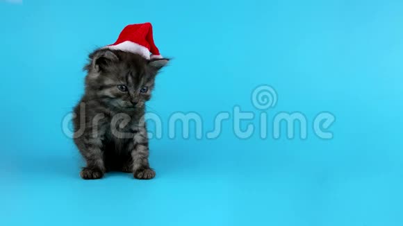 戴着红色圣诞老人帽子的小灰猫打哈欠等待圣诞前夜视频的预览图