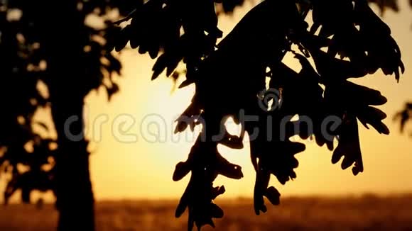 橡树在秋天日落的背景下离开太阳的光线穿过树的叶子视频的预览图