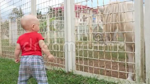 动物园里可爱的孩子在喂草小马他用草坪把草撕下来并提供马食视频的预览图