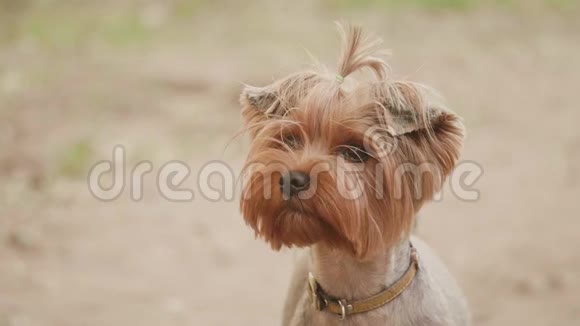 约克郡猎犬在棕色背景下用头镜头拍摄慢动作视频看镜头生活方式视频的预览图