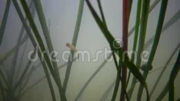淡水开花植物在淡水中流入南部的臭虫河视频的预览图