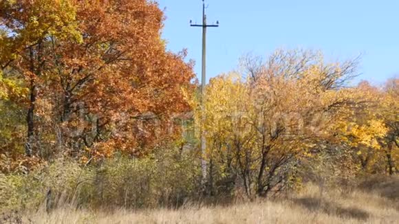 森林里美丽的秋黄树秋天的树叶落在地上视频的预览图