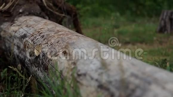 林中一棵倒下的树焦点从树移动到小穗视频的预览图