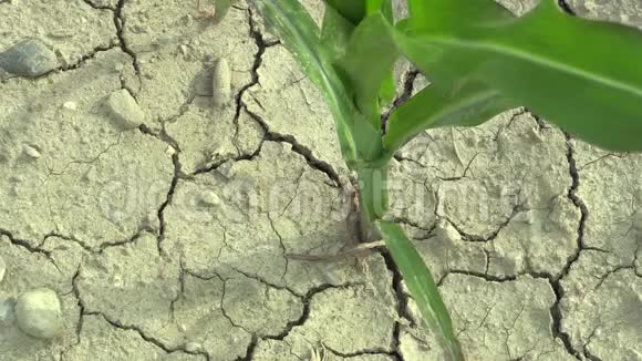 非常干旱的干田玉米玉米玉米玉米土壤干燥气候变化环境灾害植物死亡视频的预览图