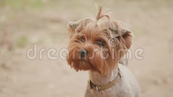 约克郡猎犬在棕色背景下用头镜头拍摄慢动作视频看镜头宠物狗视频的预览图