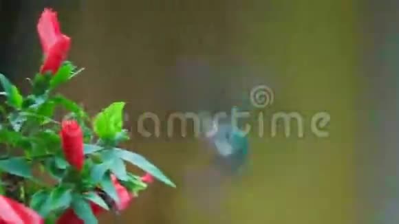 蜂鸟在红花处觅食视频的预览图