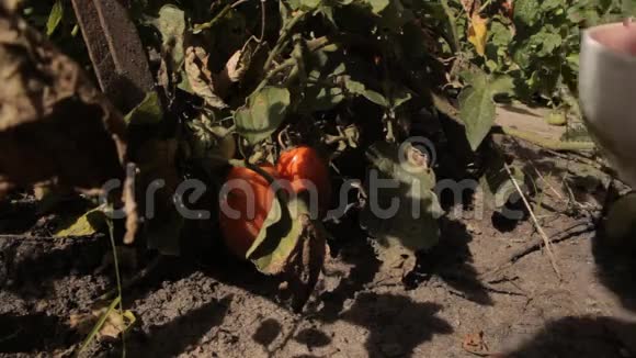 一只雌性手从花园里的床上摘红梅西红柿然后把它们放进一个白色的碗里视频的预览图