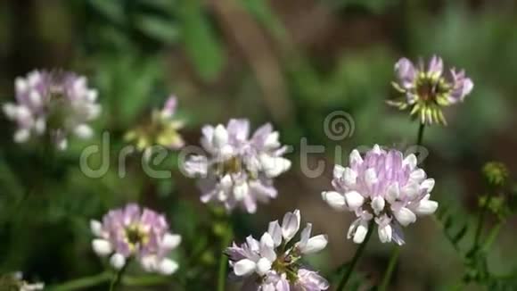 蜜蜂飞过花朵采集花蜜视频的预览图