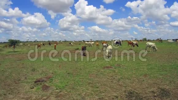 奶牛在热带草原上凝视非洲视频的预览图