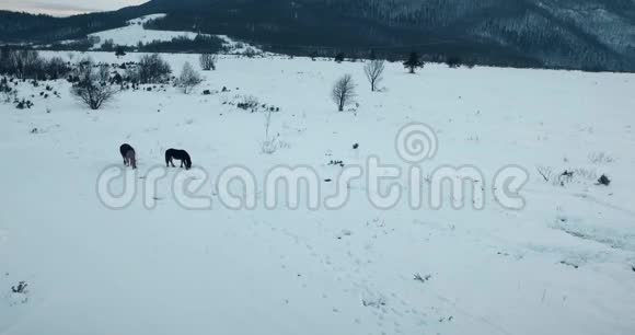 冬季被雪覆盖的空中射击森林视频的预览图