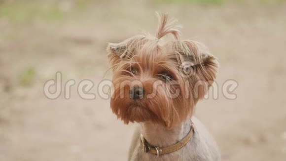 约克郡猎犬看着镜头拍摄的慢镜头视频以棕色背景的生活方式宠物视频的预览图