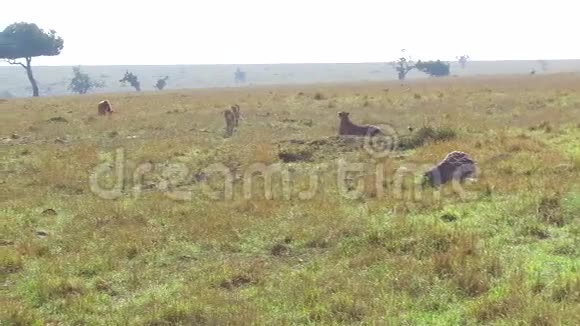 非洲热带草原的猎豹和鬣狗视频的预览图