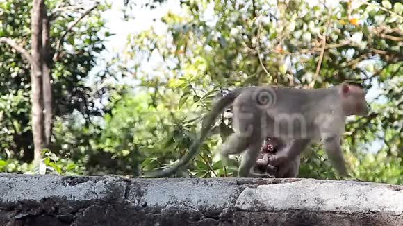 森林里的猴子家族视频的预览图