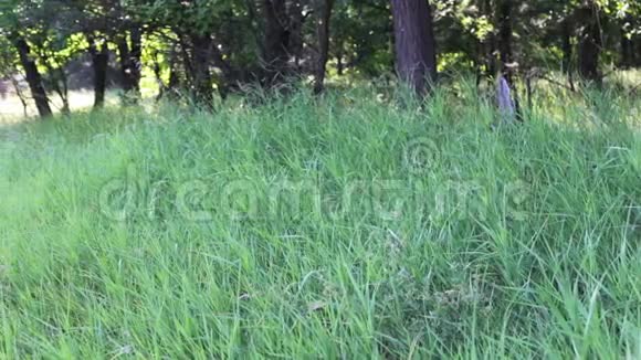 夏天在林边迎风摇曳的嫩绿小草视频的预览图