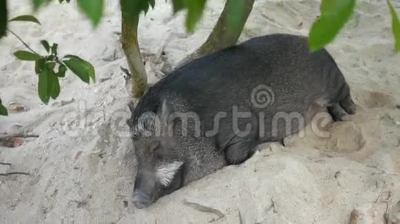 可爱的肥猪睡在树下特写高清视频的预览图