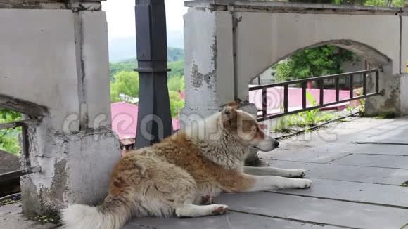 无家可归的白发苍苍的狗躺在格鲁吉亚城市锡格纳吉的街道上伸出舌头呼吸视频的预览图