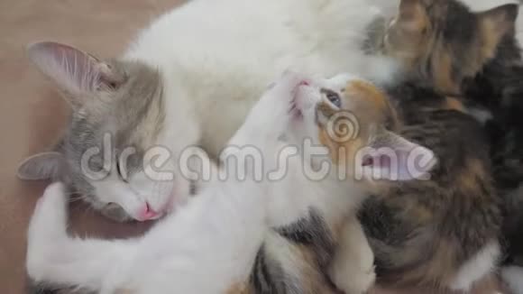 小猫小猫慢动作视频睡在床上妈妈猫和小猫被玩了猫和小猫的生活方式视频的预览图