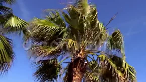 晴天的棕榈树视频的预览图