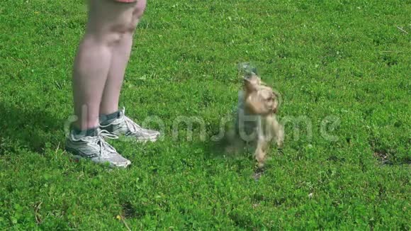 小狗绕着主人的脚跑视频的预览图