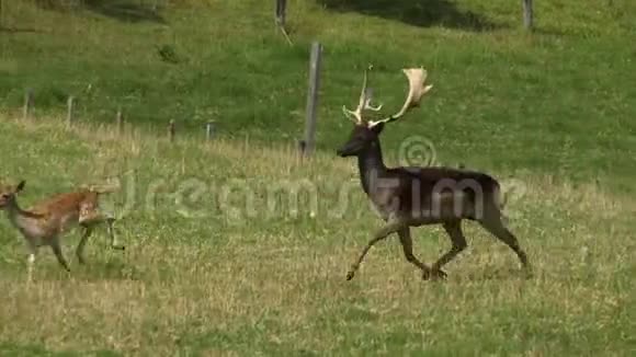 一只鹿在田野上奔跑视频的预览图