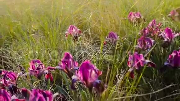 紫色日落时的野花视频的预览图