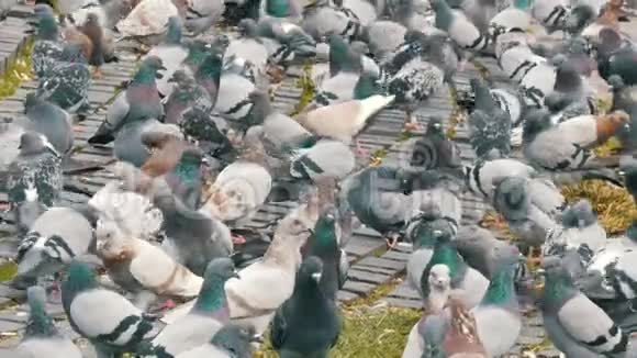 公园里的一大群鸽子这是一位老妇人喂养的视频的预览图
