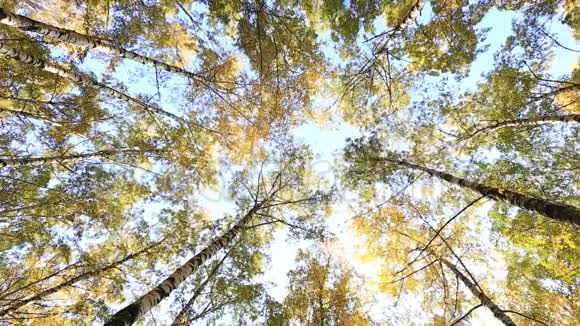 桦树顶在宁静的蓝天上视频的预览图