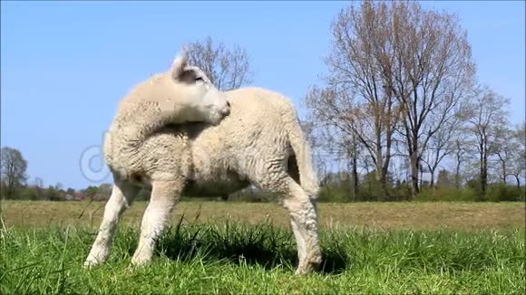 可爱的小白羊视频的预览图