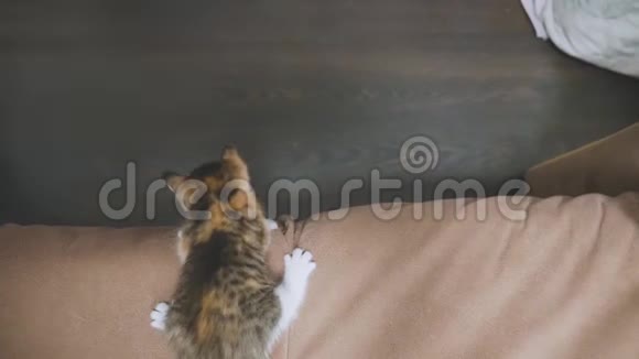 小猫从沙发上跳下来慢动作视频小猫玩概念二小猫和生活方式猫视频的预览图