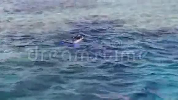 潜水者带水呼吸器和脚蹼在水下游泳视频的预览图