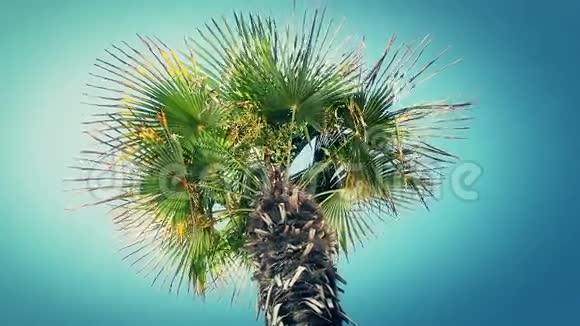 棕榈树在蓝天的映衬下迎风摇曳视频的预览图