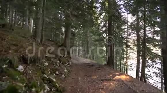 清晨漫步云杉林秋天在山里视频的预览图