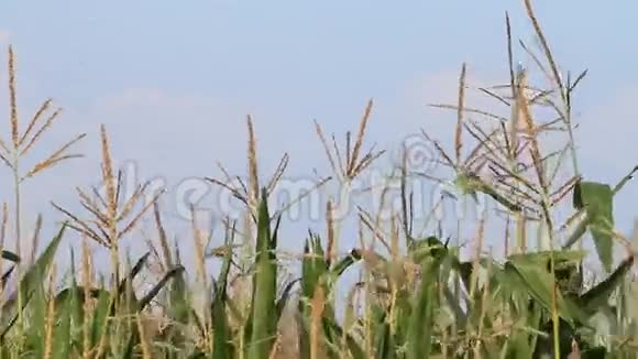玉米地玉米九月视频的预览图