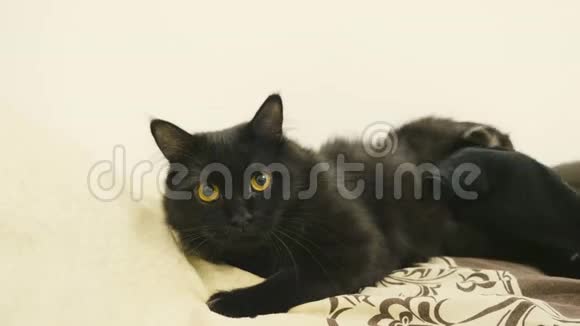 大黑缅因猫在床上玩耍视频的预览图