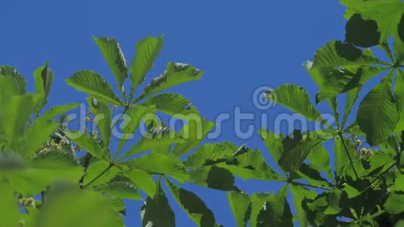 绿枝树栗叶带晴蓝天视频的预览图
